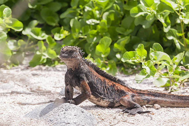 istock Marine iguana on the brown volcano beach 502103102