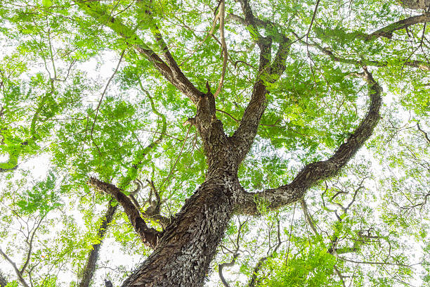 istock tree branch of green leaves on a big tree, nature 502103388