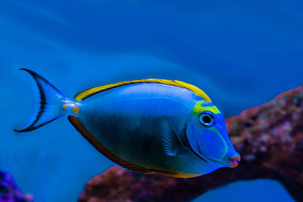istock Nose Lituratus Unicorn (Acanthuridae) 502105414