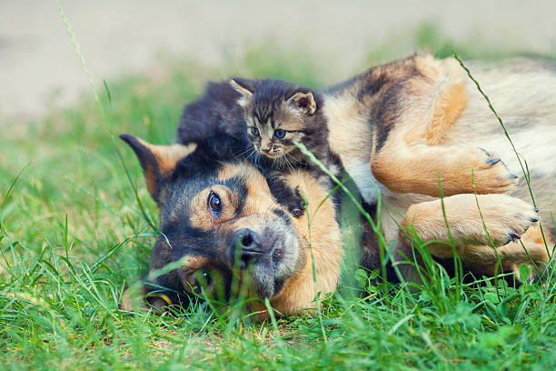 istock Little kitten lying on dogs head 502105530