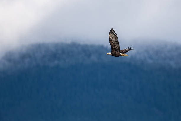 높이 솟은 대머리독수리 니어 harrison 브리티쉬컬럼비아 - usa animal bald eagle bird 뉴스 사진 이미지