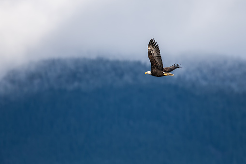 Bald Eagle on perch taking flight to move to another tree closer to the nest in central Montana of the United States of America (USA). Nearest towns are Billings and Roundup, Montana.