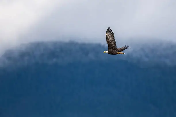 Photo of Soaring Bald Eagle near Harrison British Columbia
