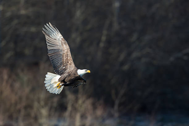 istock Soaring Bald Eagle near Squamish British Columbia 502106112