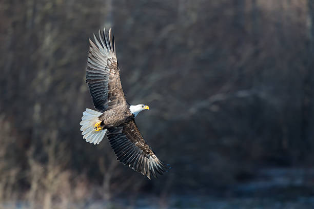 istock Soaring Bald Eagle near Squamish British Columbia 502106130