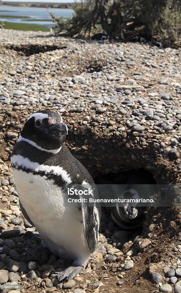 Nido de Magallanes Pinguieno - Foto de stock de América do Sul royalty-free