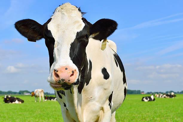istock holstein cow on green meadow 502111703