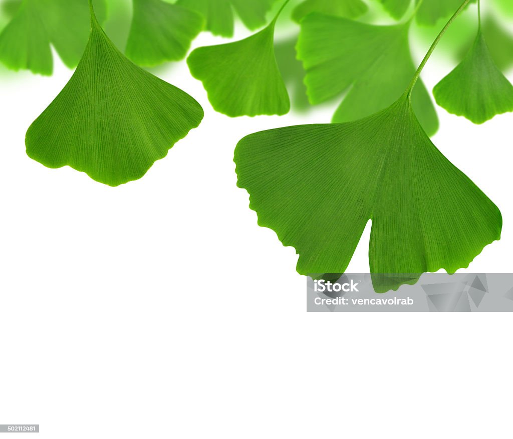 ginkgo biloba ginkgo biloba leaves on white background  Ayurveda Stock Photo