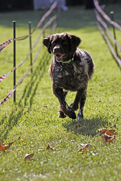 perro cazador en una carrera - hundesport fotografías e imágenes de stock