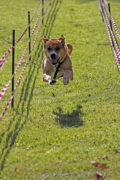 istock Dog in a race 502114115
