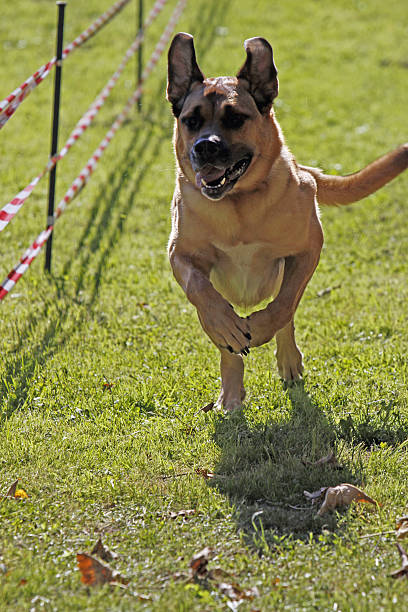 istock Dog in a race 502114117