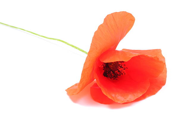 istock Single red poppy flowers on white background 502114149