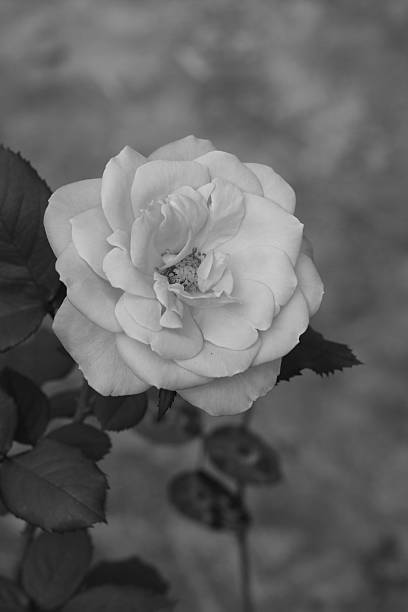 istock close-up of pink rose 502114313