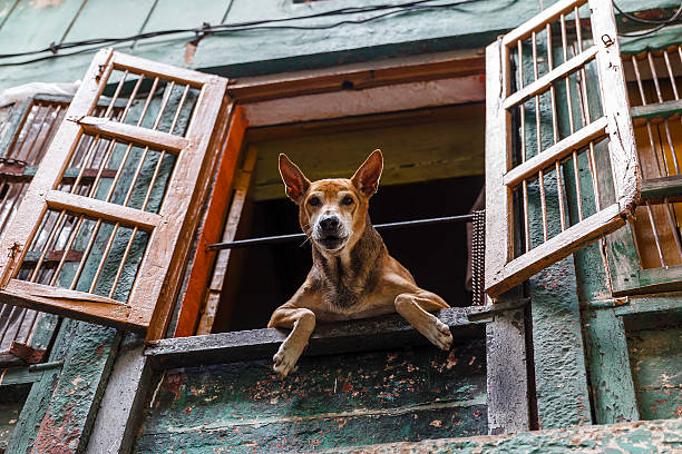 Dog Looking out Window in Varanasi, India