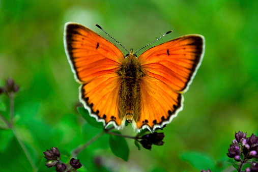 Beautiful orange butterfly on a flower
