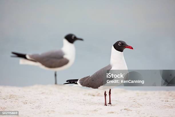Laughing Gulls Stock Photo - Download Image Now - Animal, Animal Behavior, Animal Wildlife