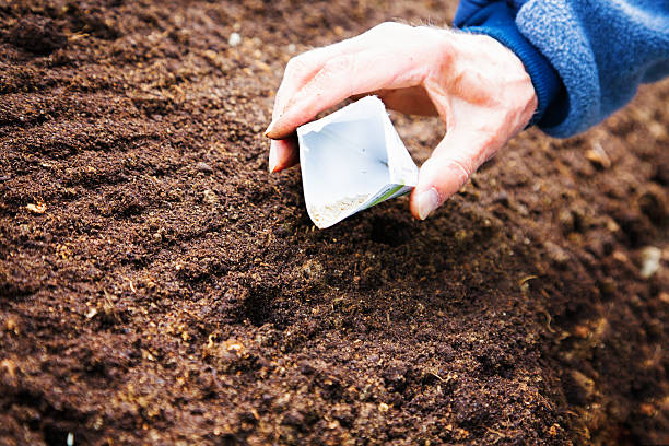 istock Planting seeds from the paper wrap 502115985