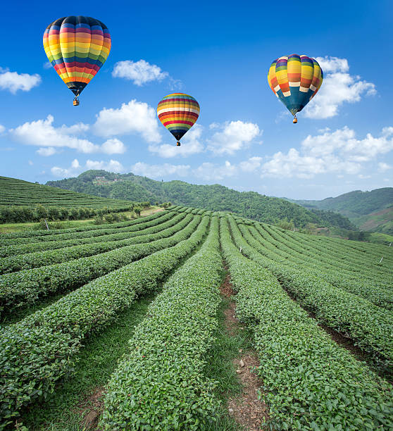 istock Hot air balloon over Tea plantation with blue sky background 502116775