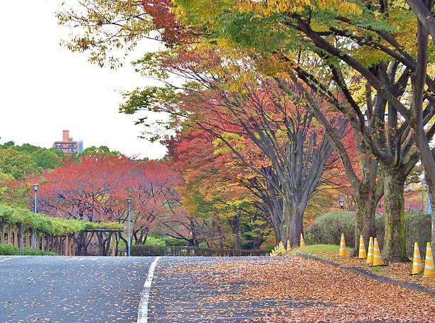 istock colorful tree on the walk way in Autumn 502116816