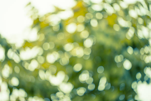 istock Light through colorful foliage - Stock Image 502117070