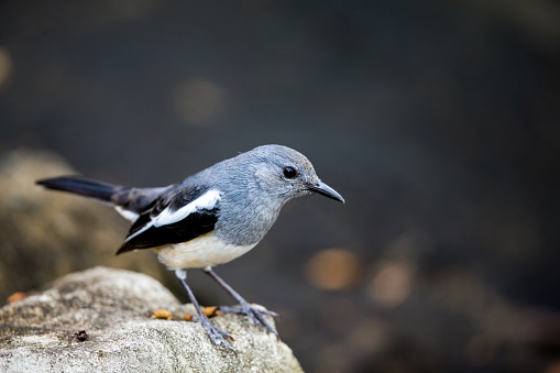 Oriental Magpie Robin perching on stone