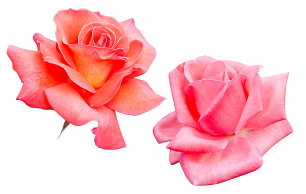 rosas - morgan rose imagens e fotografias de stock