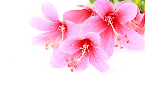 istock Colorful pink Hibiscus flower isolated on a white background 502117331