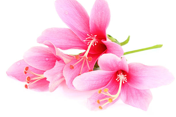 istock Colorful pink Hibiscus flower isolated on a white background. 502117345