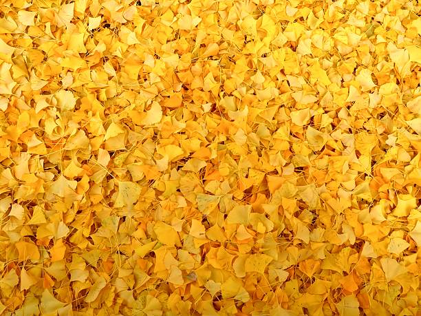 istock ginkgo leaves on the ground in autumn 502117410