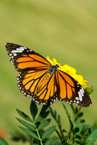 istock Closeup butterfly on Yellow flower (Common tiger butterfly) 502118152