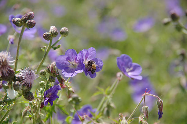 istock Geranium Johnson’s Blue , blooming - bee polenation 502118277