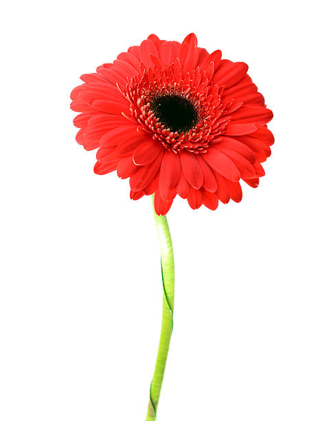 istock Gerbera flower isolated on white background 502118301