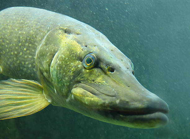 istock The Northern Pike (Esox Lucius). 502118305