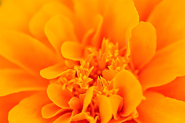 istock orange african marigold ; for abstract background 502118393