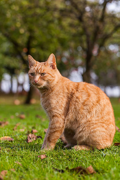 istock cat in the garden 502118432