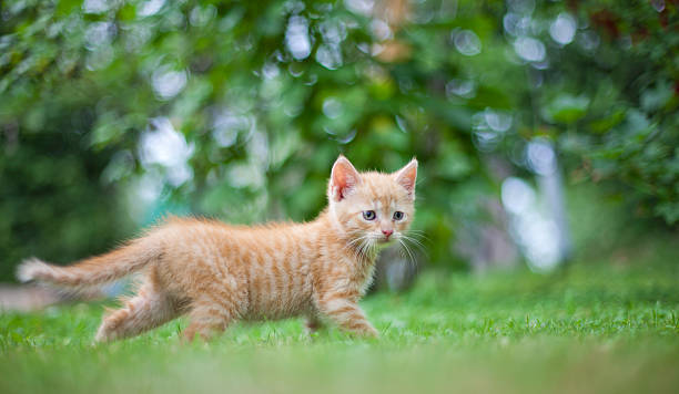 istock cat in the garden 502118490