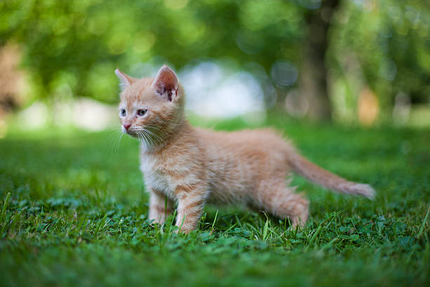 istock cat in the garden 502118670