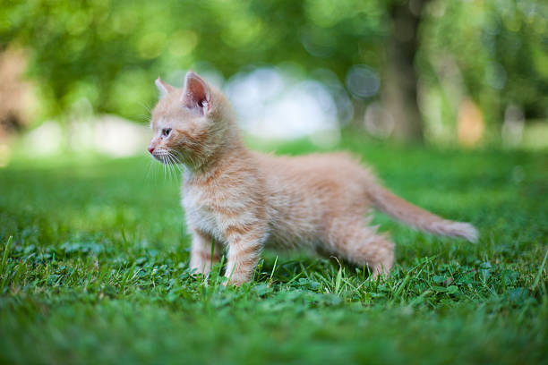 istock cat in the garden 502118710