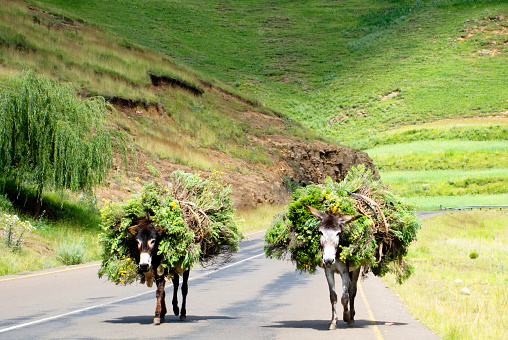 Two Donkeys loaded with Wild Flowers on a Road in Southern Africa