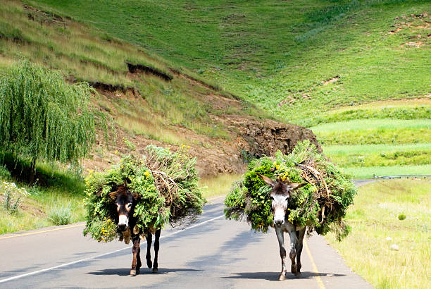 Two Donkeys Two Donkeys loaded with Wild Flowers on a Road in Southern Africa drakensberg flower mountain south africa stock pictures, royalty-free photos & images