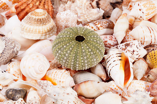 istock background of various kinds of sea shells, close up. 502118868