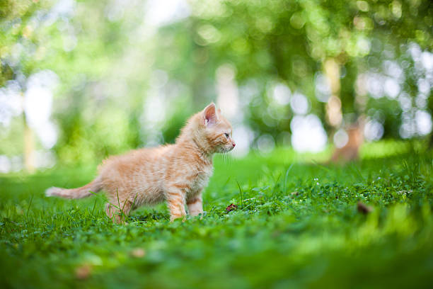 istock cat in the garden 502118894
