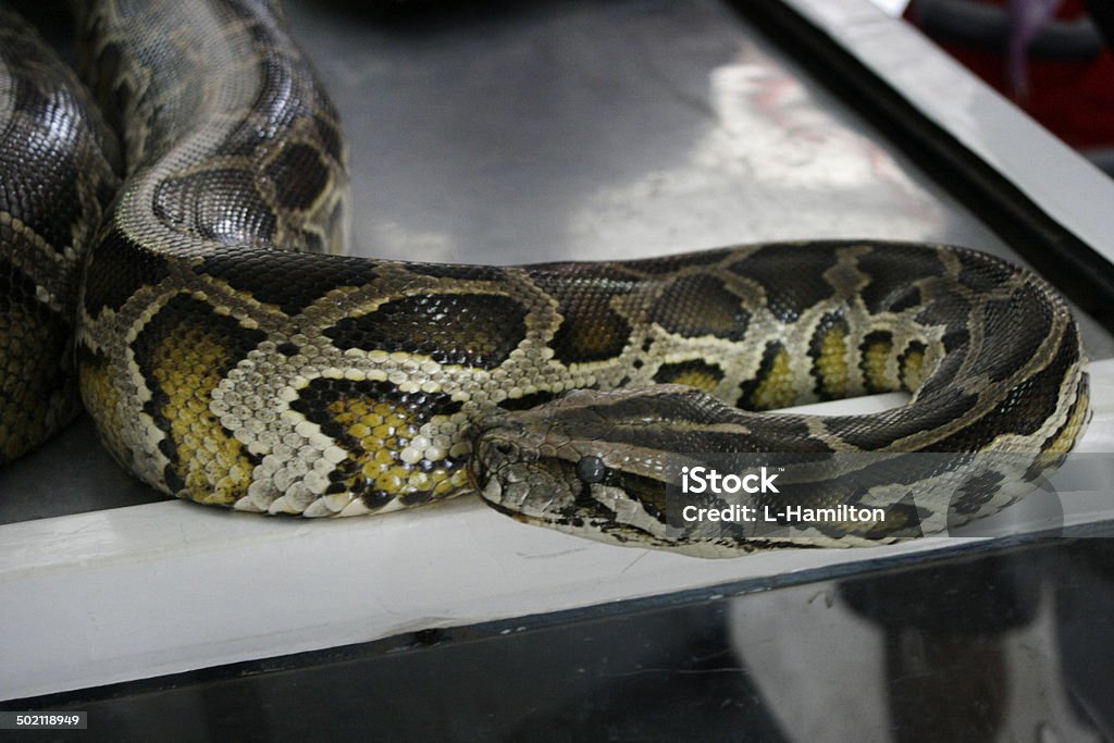 Snake Burmese Python Stock Photo - Download Image Now - Animals In ...