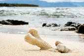 coral-am-strand.jpg?b=1&s=170x170&k=20&c=vsiKSaeN2GyJpQTjSim7ShZ8Un_K5roNtmrvtMxi-og=