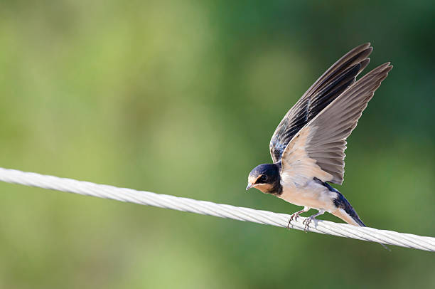Barn swallow stock photo