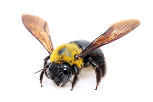Carpenter bee Xylocopa pubescens on white background