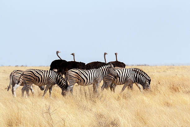 herd of Zebra and ostrich in african bush herd of Zebra and ostrich  in african bush. Etosha national Park, Ombika, Kunene, Namibia. Wildlife. ostrich stock pictures, royalty-free photos & images