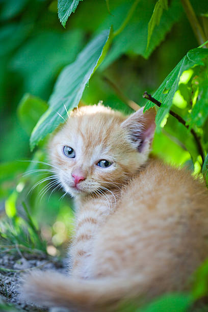 istock cat in the garden 502119500