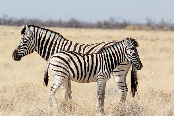 istock Zebra foal with mother in african bush 502119580