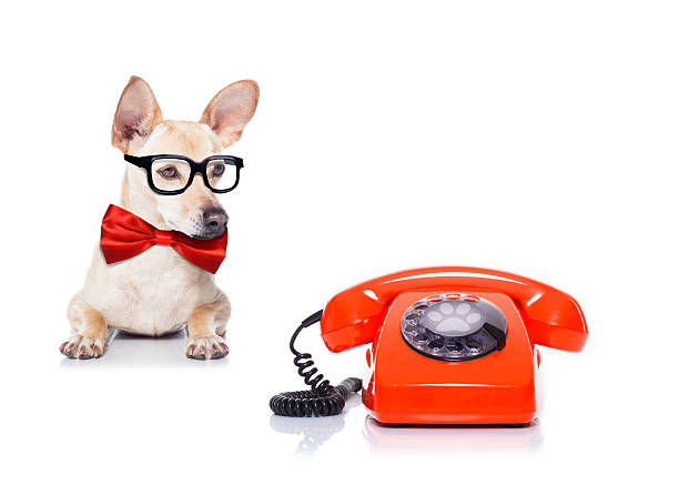 istock dog telephone 502120690